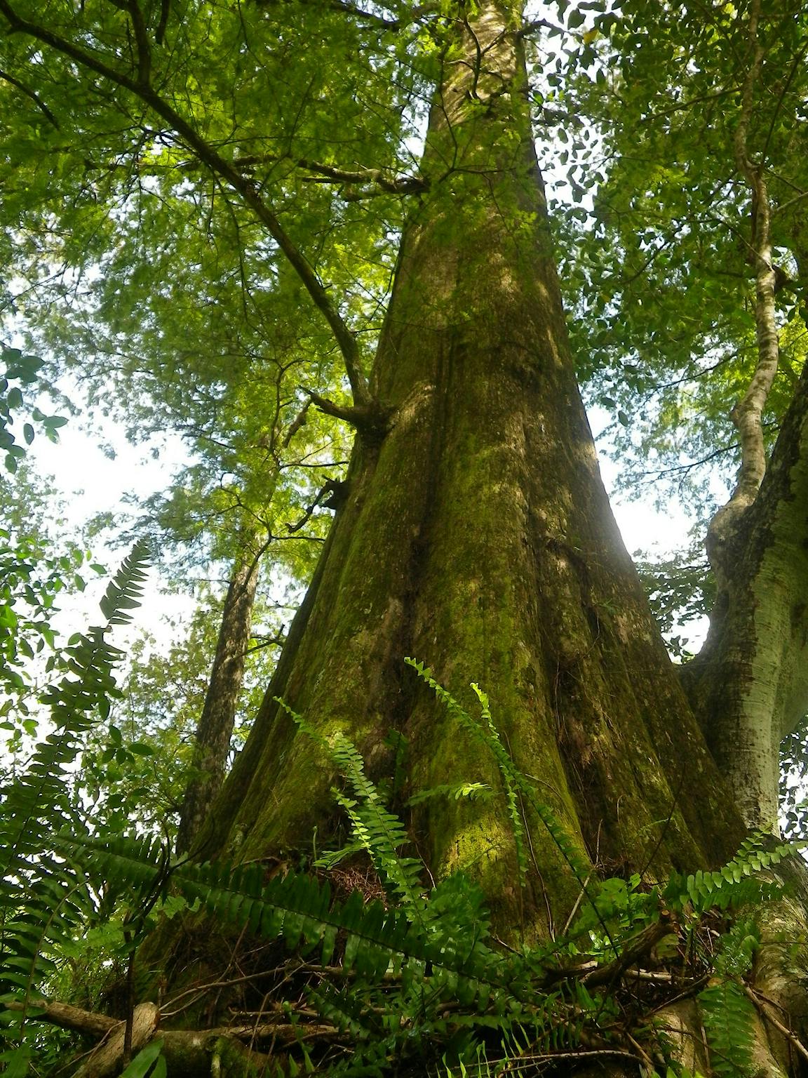 Ancient forest corkscrew swamp